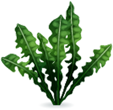 weed