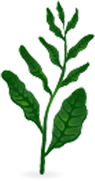 weed
