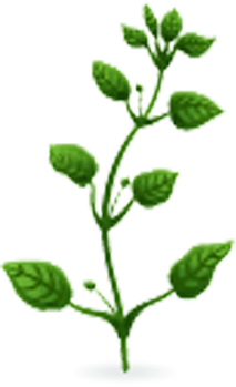 weed